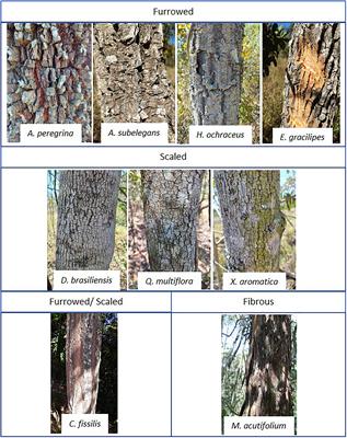 How Is Bark Absorbability and Wettability Related to Stemflow Yield? Observations From Isolated Trees in the Brazilian Cerrado